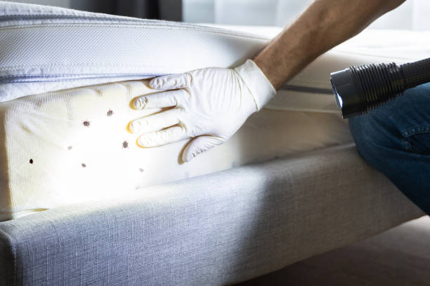 Best Cockroach Control Services  in Bull Shoals, AR