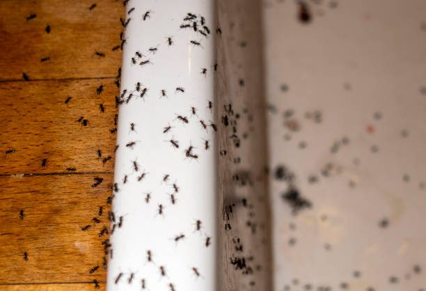 Pest Control for Restaurants in Bull Shoals, AR