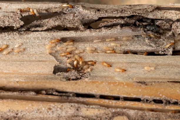 Best Wasp Removal Services  in Bull Shoals, AR